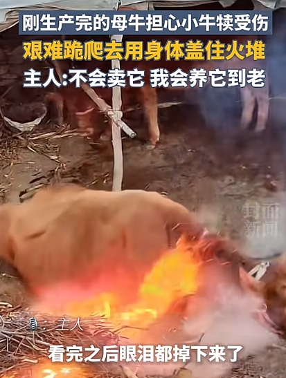 母爱的伟大不分物种！“护”犊情深，牛妈妈以身涉险挡住火源。
 
宫先生家里的母牛