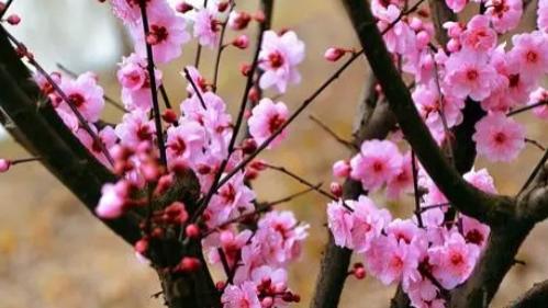 通韵诗三首《美人梅》《酒客》《暮冬》