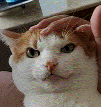 一只在鳌拜和包龙星角色中来回切换的猫咪！