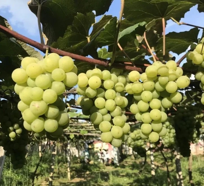 乡镇学校的女教师有三分之二嫁给了附近的农民。
我同学在一所镇中心学校当老师。她说