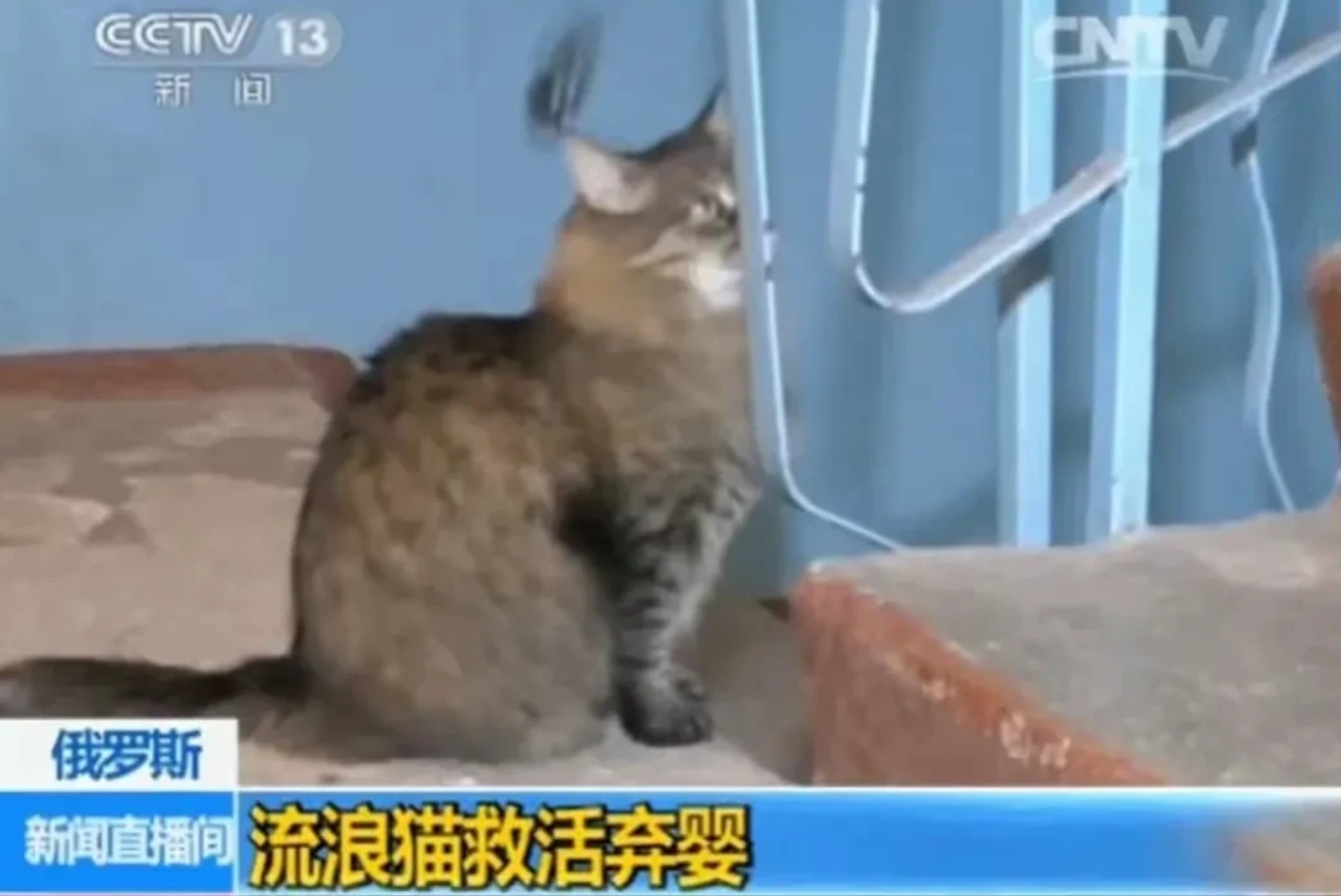 俄罗斯的这只流浪猫闻名全球了，连我们的央视都对它做了报道。
俄罗斯的冬天奇冷无比