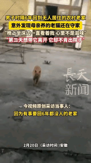 天呐！六年了！谁能想到，这小家伙竟然还在？！



六年没住人的老房子，破败不堪