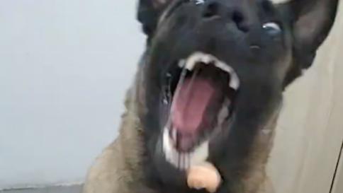 女生直接用嘴吐食物给马犬吃，它一接一个准，你是豌豆射手吗？