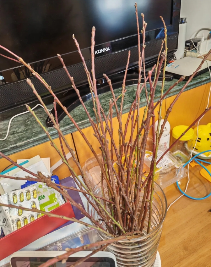 我最近网购买回来的吃的，家里人还是挺满意的，但就是这束枝条真的是一言难尽[笑哭]