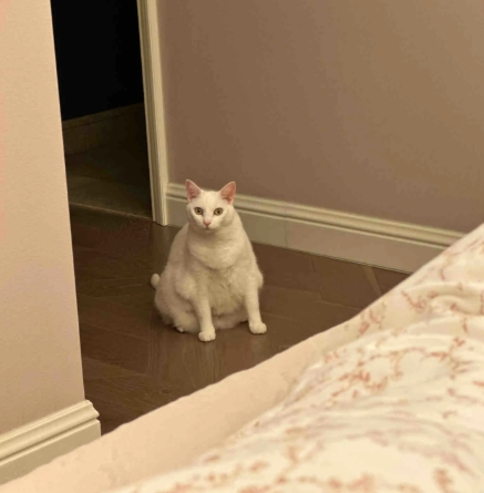 中美猫咪外形差异背后的文化与机制