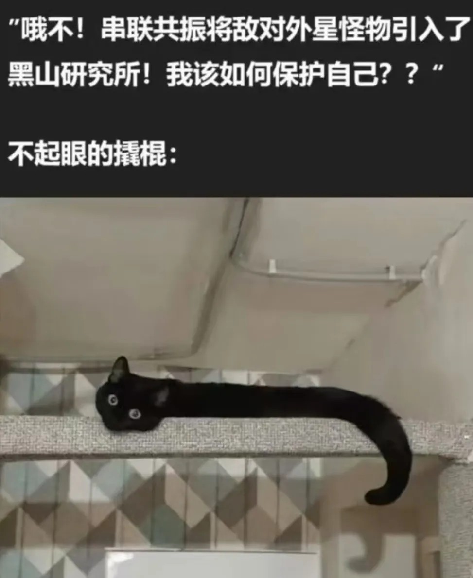 你们家的猫也是这样的吗？