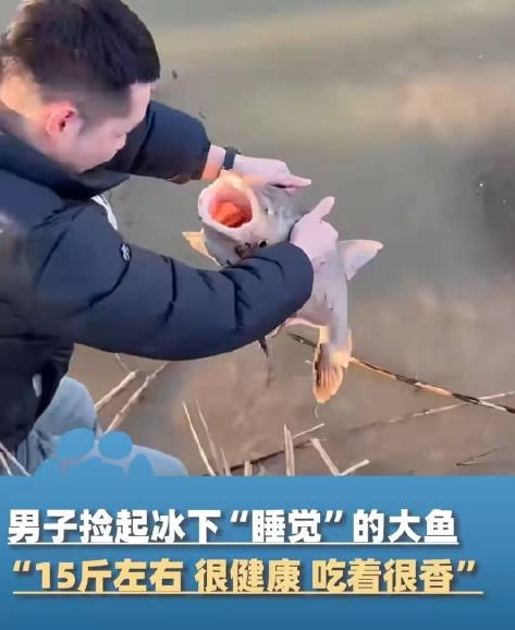 安徽蚌埠。男子看到大鱼在冰下“睡觉”悄悄把它捡了出来。当事人孙先生称：“有冰可能