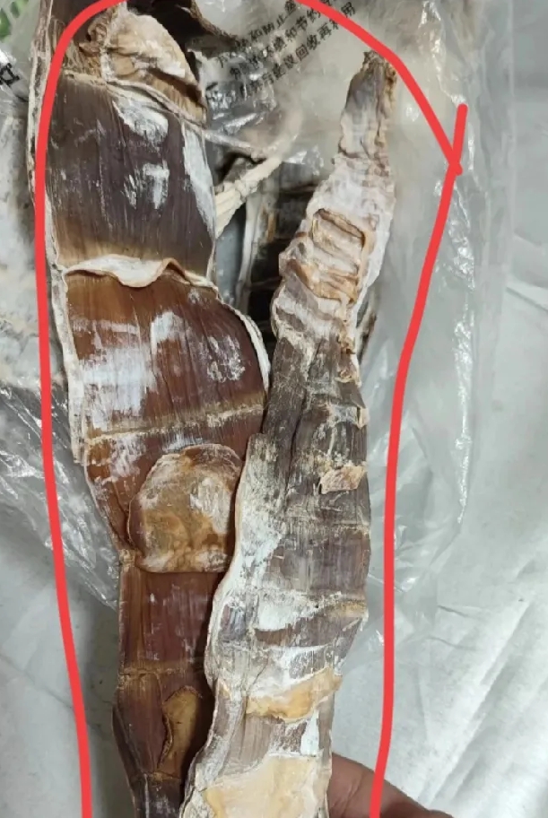 今天朋友给我送了这玩意儿，说是好东西。我看着像牛🐂角
可我拿到手一看，根本不知