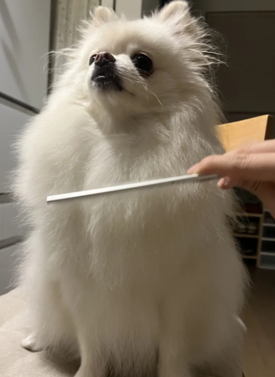 博美犬梳毛都会这样吗？