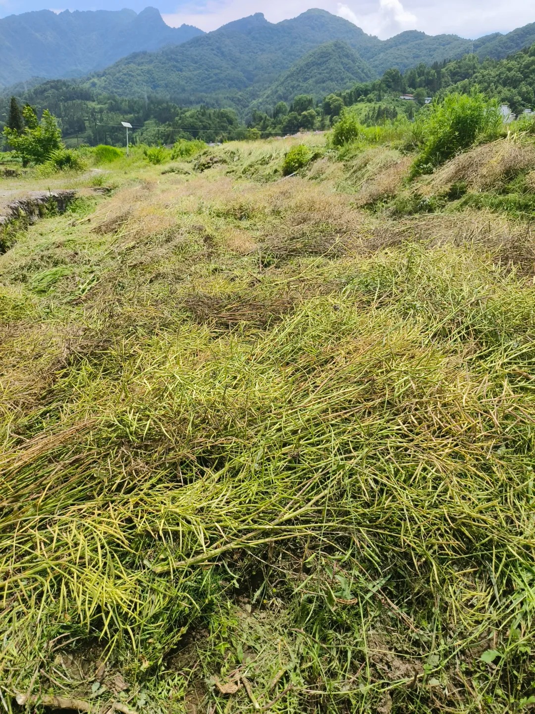 油菜籽田里的野鸡蛋，再也不种油菜了
中午下班给妈妈送水果和饮料到田里去
妈妈说今