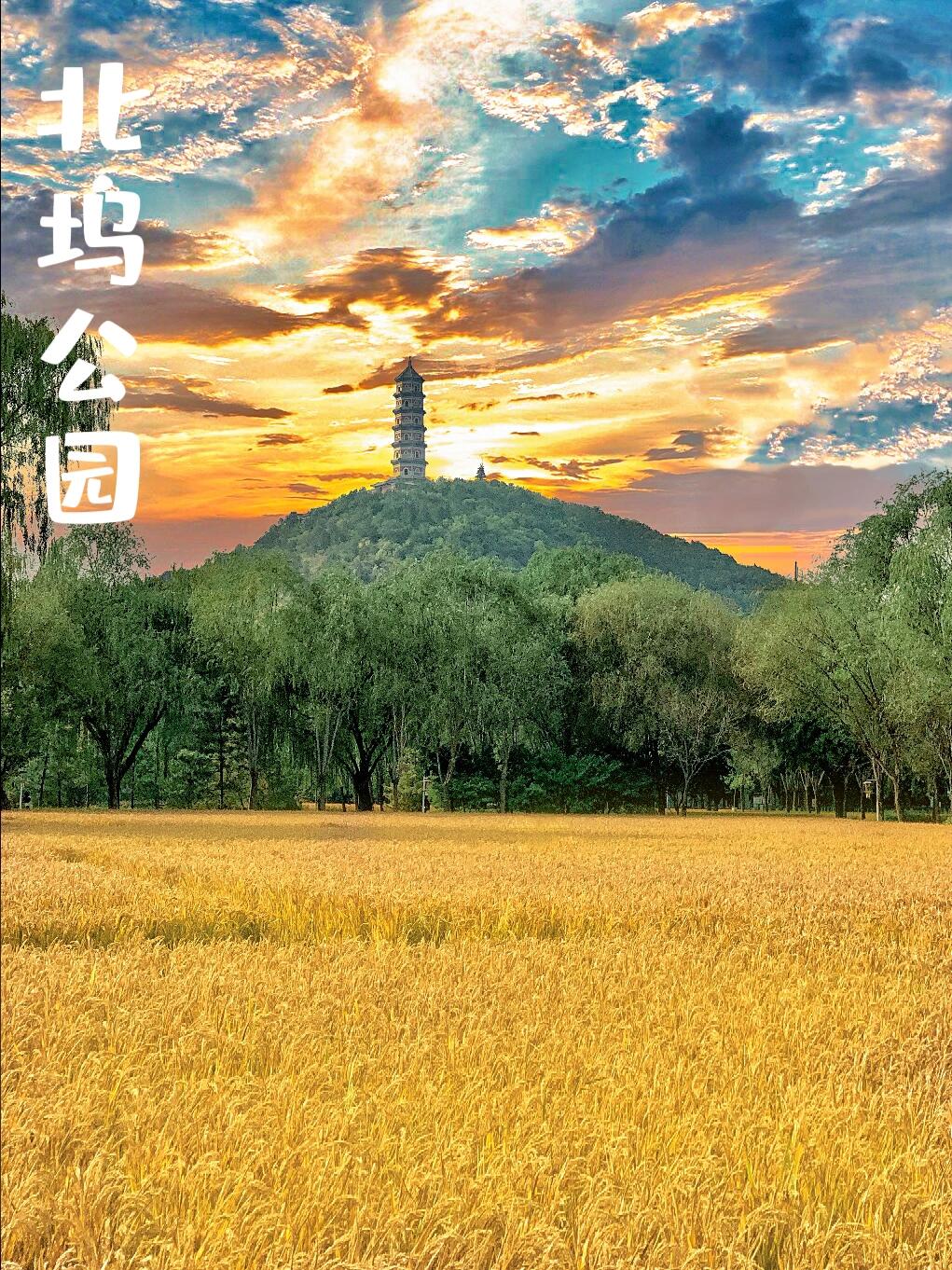 隐藏在京城的绝美稻田，速来