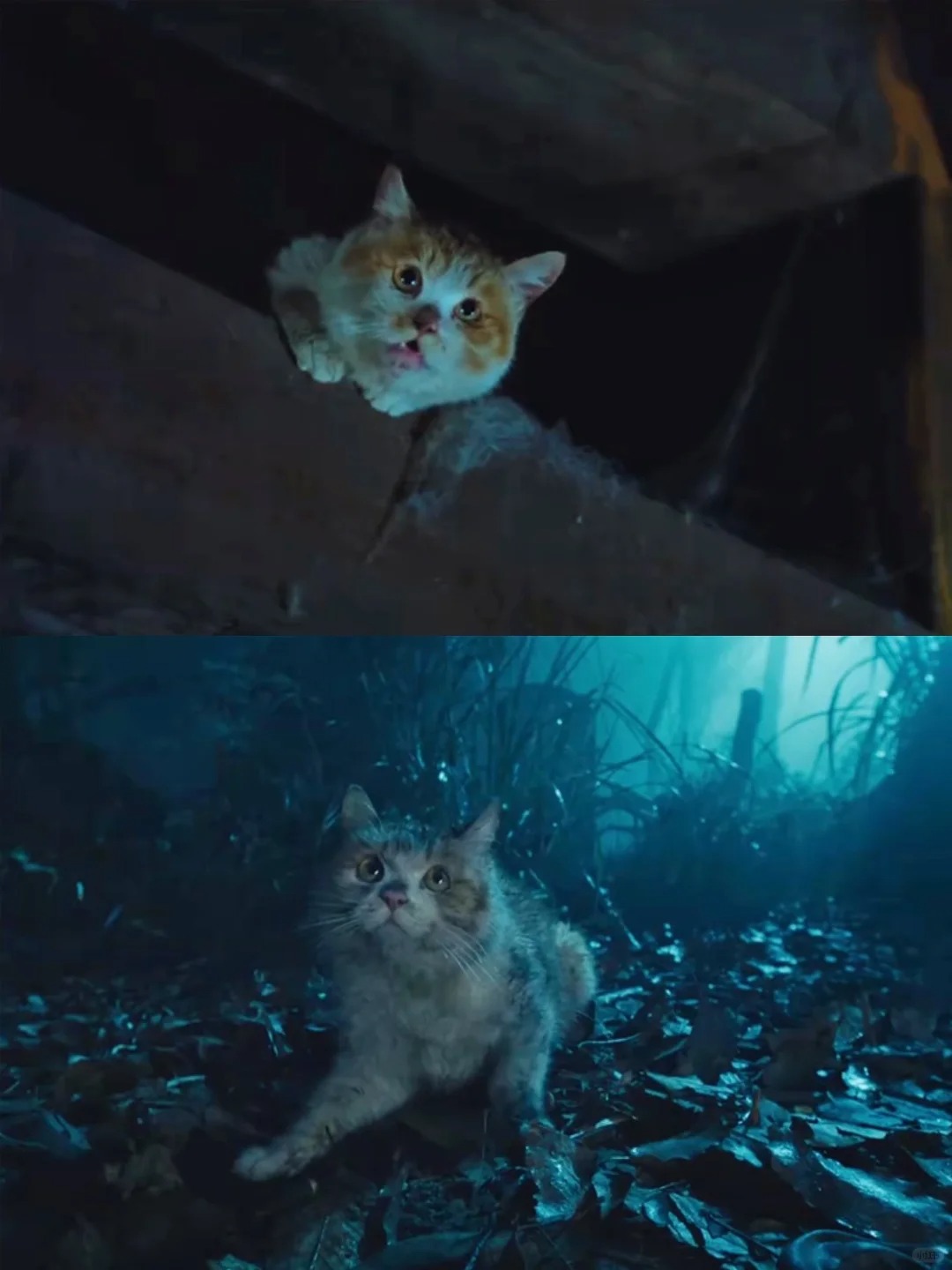 没人觉得怒晴湘西这个选角失败吗？
怒晴湘西第二集，耗子二姑被猫盯上了。这种戏里，