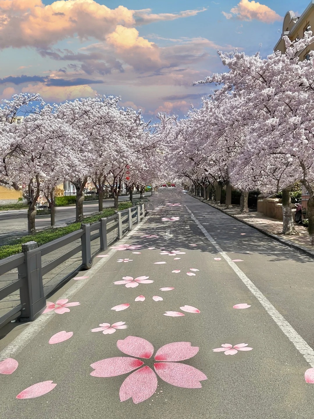 青岛的春天！！！一条ju浪漫的樱花小路♡🫧🌸☻
青岛的春天一开始，往后的每一