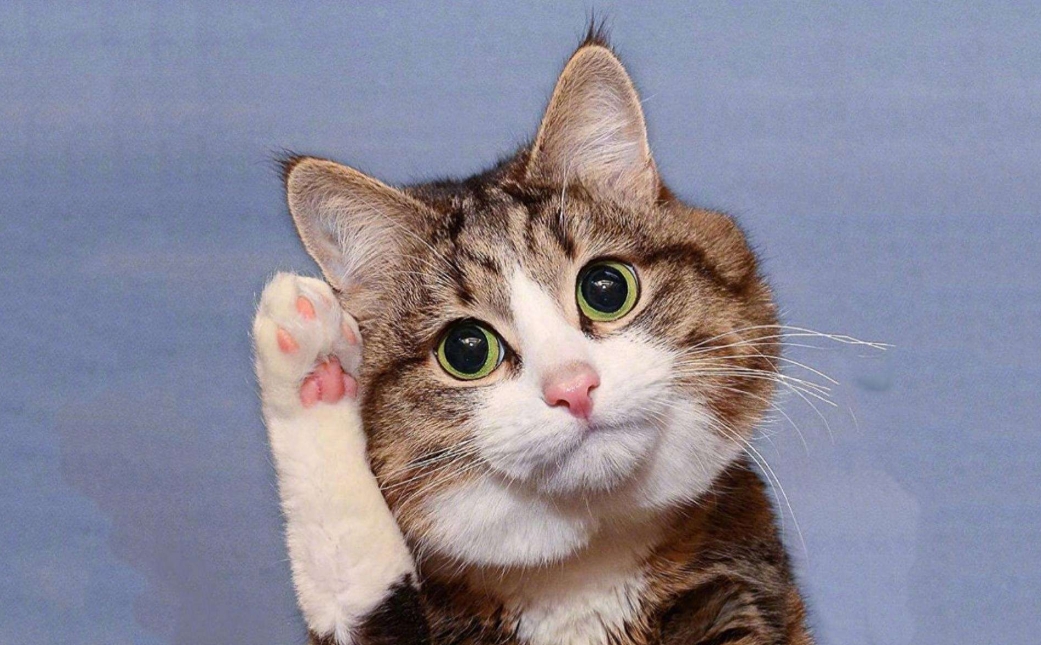 猫咪那些事儿，冷知识揭秘，让你大开眼界！