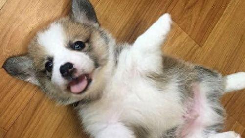 对狗而言，“四脚朝天”并非贪玩，而是有这些含义