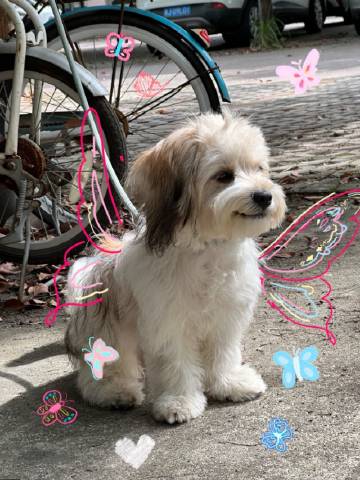 来接收今日份小狗能量🐾 
