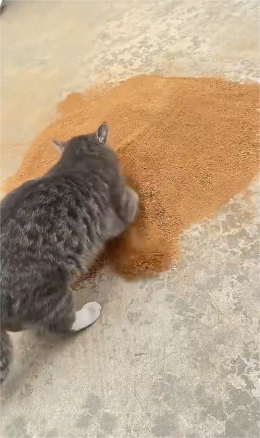 第一批回村后的猫都在干嘛