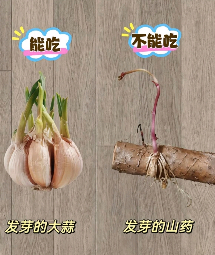 哪些蔬菜发芽了不能吃