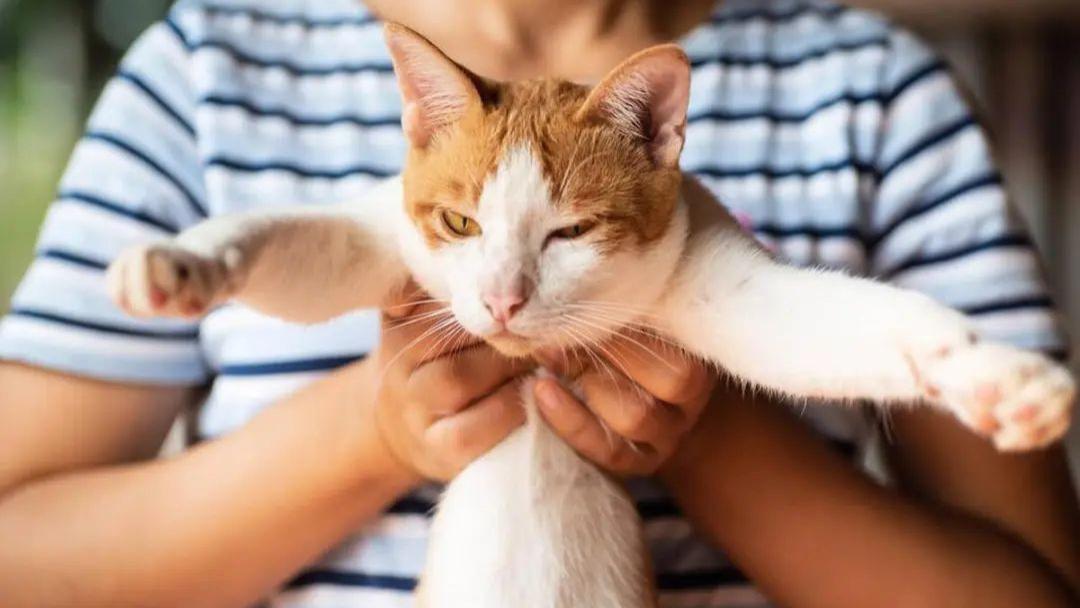 手把手教你，拥有一只粘人精猫咪！