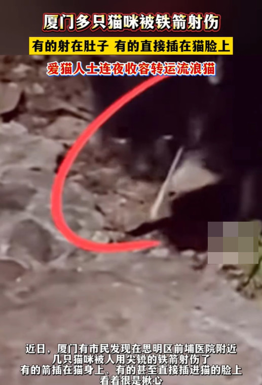 厦门流浪猫遭箭射，爱猫人士连夜转移猫咪