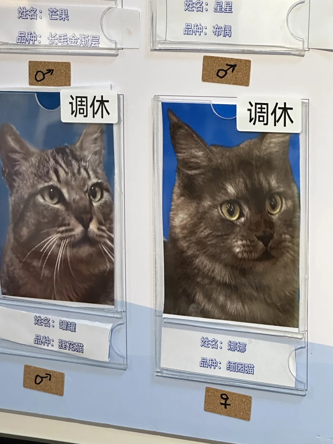 猫咖的小猫也调休啊？？？
