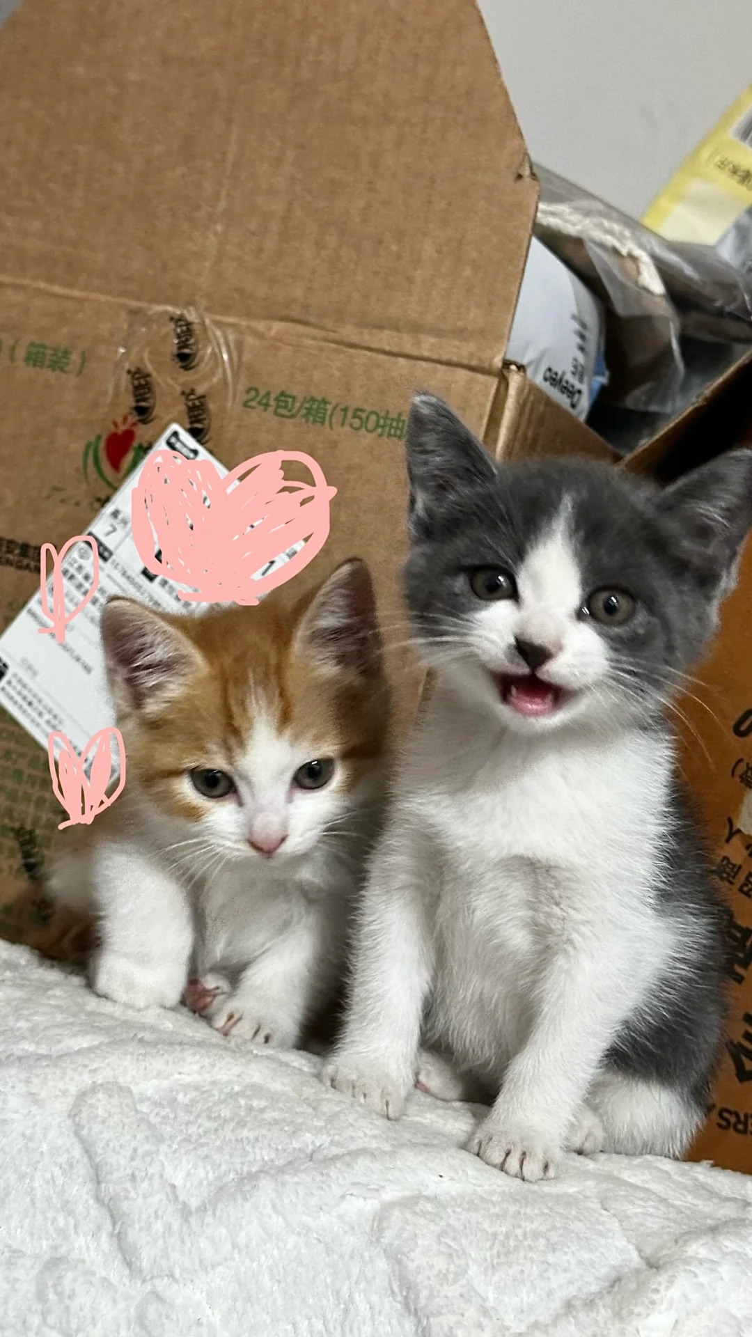 捡猫第17天 哥俩笑的好开心呀
哥俩怎么这么爱笑啊啊啊啊啊
有幼猫粮推荐嘛 皇家