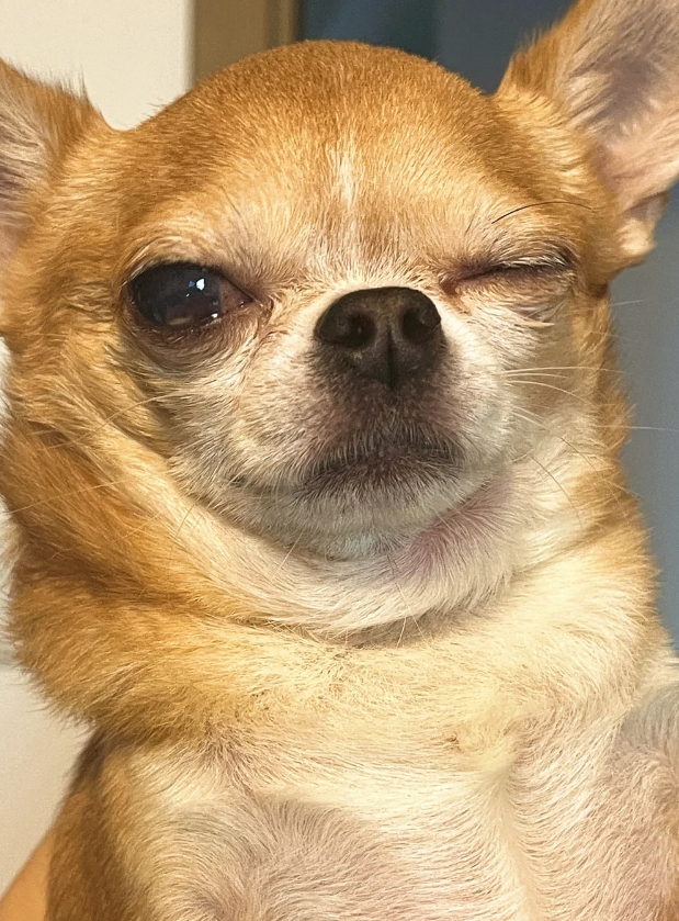 狗狗的wink