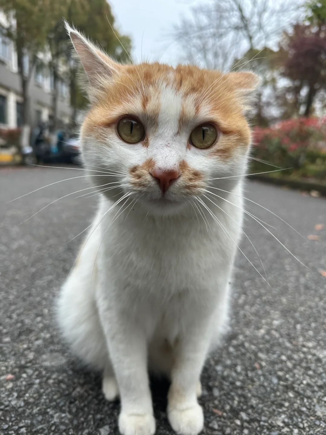 猪猪包学弟～