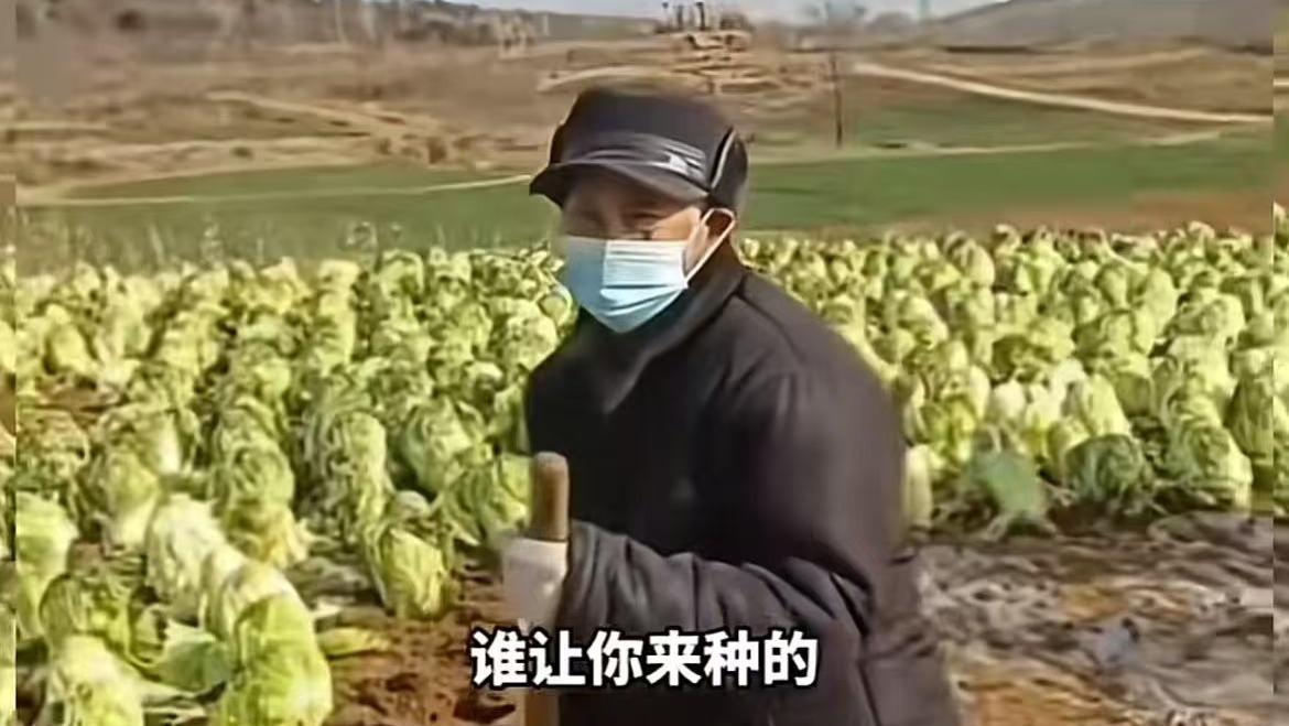 网曝一村庄移植成熟白菜，上午种下午拔，骗取国家补贴？是误会？
