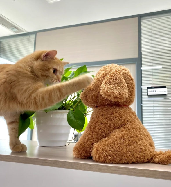 喵总在老板办公室前竟然敢这么玩！你们办公室的猫也是这样的吗？