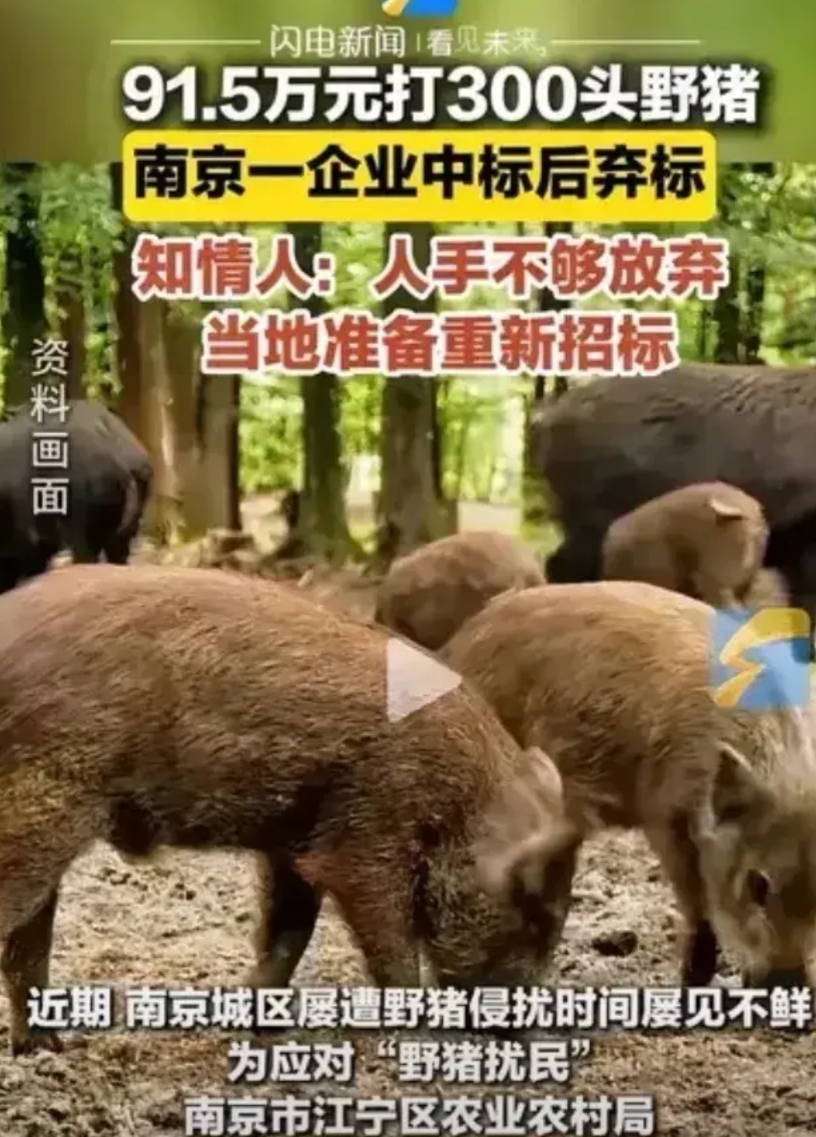 南京91.5万捕野猪中标公司又弃标，原因就这3个：

1、91.5万捕300头野