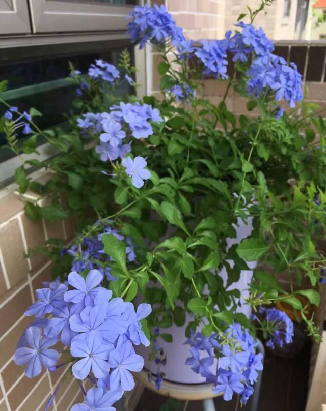 蓝雪花是我认为的，最漂亮的蓝色花，它的花朵不浓不淡，正相宜，夏天看着就有一种凉爽