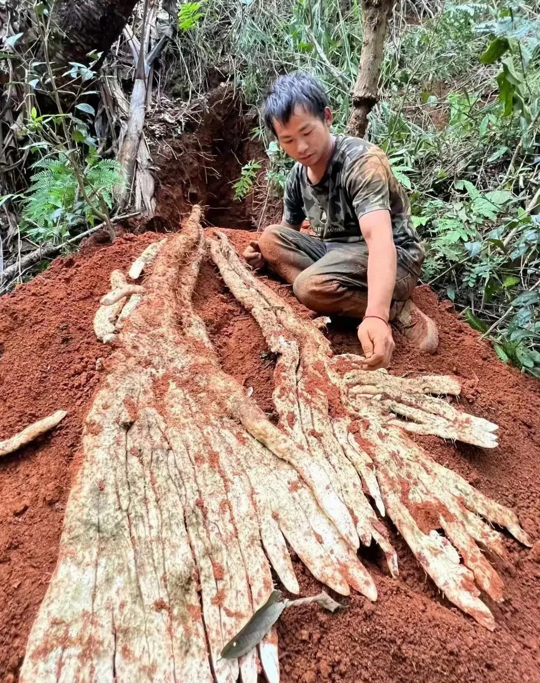 野生山药，这得多少年才能长成这样，得花多大功夫才能把它完整无缺的挖出来。