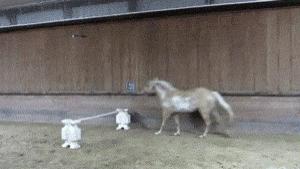 搞笑GIF：来人，给朕把这流氓鹅拉出去炖了！