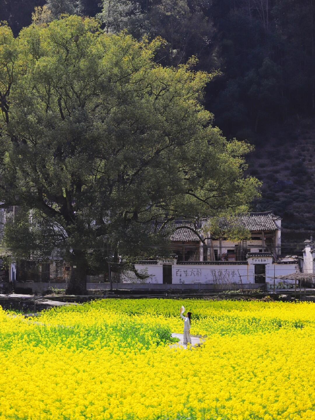 刚从婺源回来，这几个地方免费且避开人流