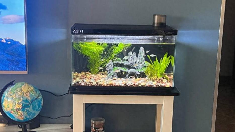 搬进新家，迷上了养鱼，新手小白入手当贝智能鱼缸小记