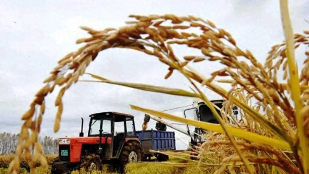 中国粮食安全核战争级别？美国用粮食搞垮苏联，却在中国栽了跟头