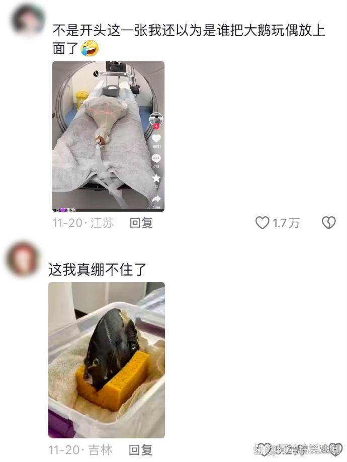 今日幽默：给小动物治病也太抽象了 ！哈哈哈哈！