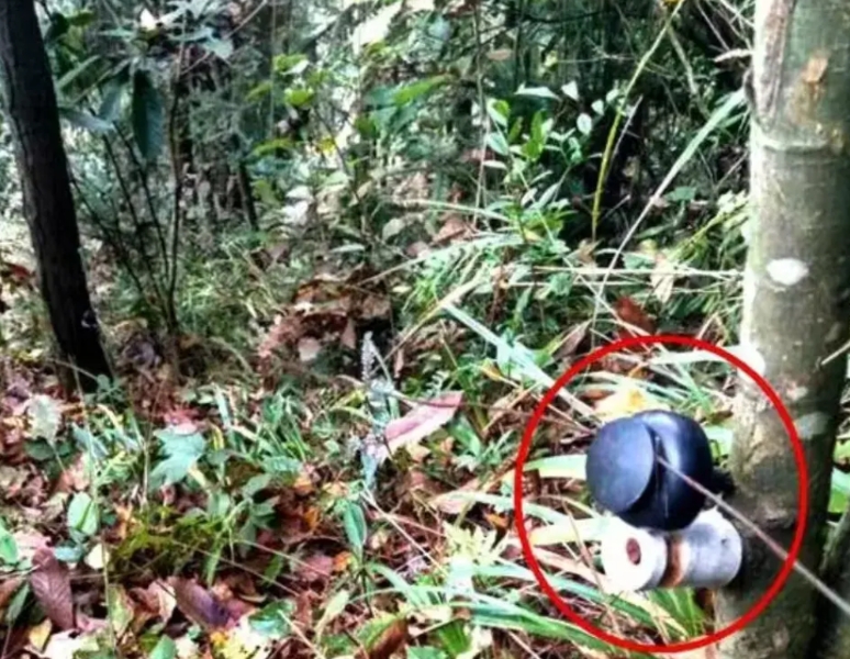 湖北教师遭捕兽电网电击身亡。12 月 9 号晚，湖北黄石阳新县 51 岁的教师陈