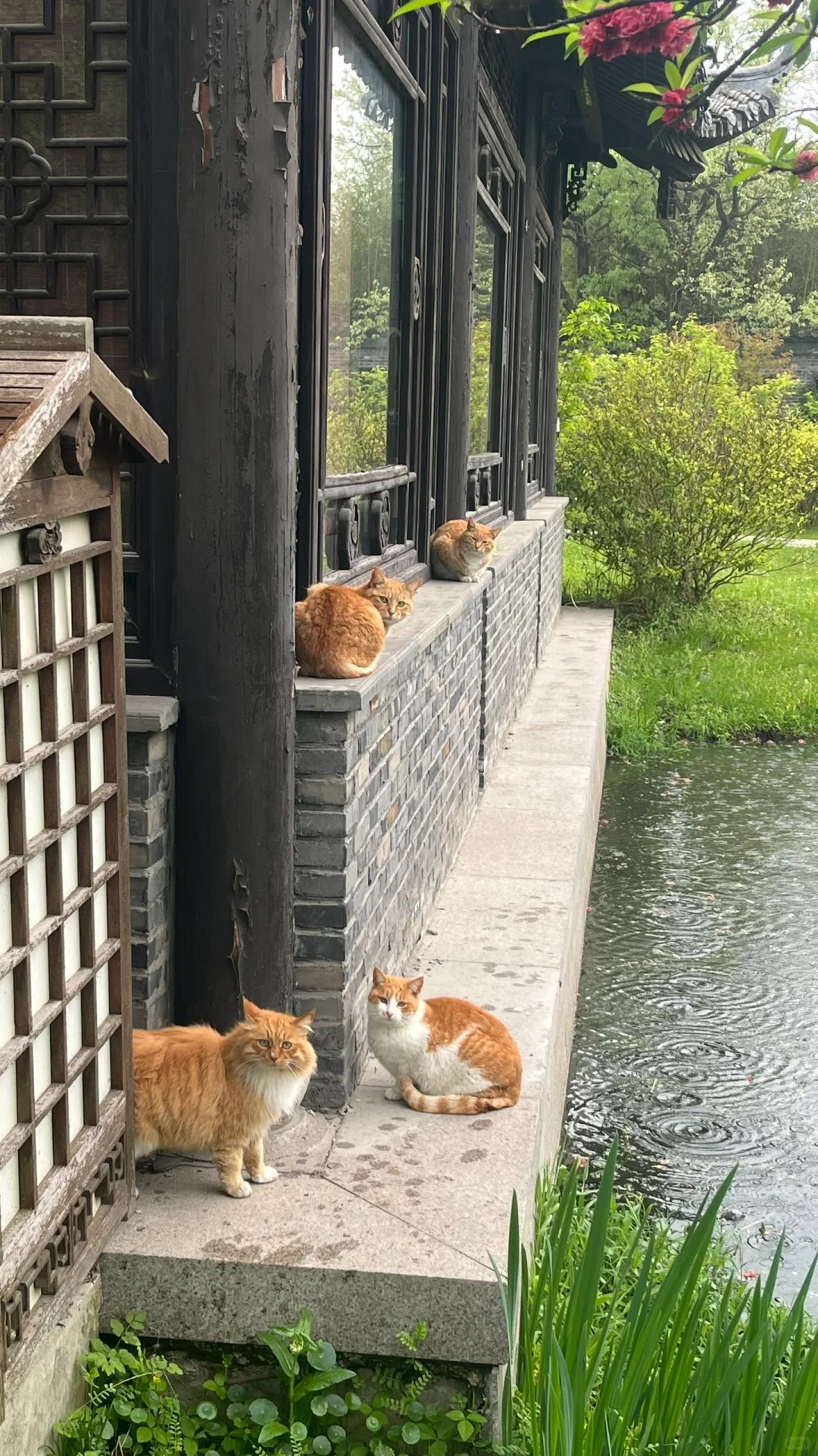 瘦西湖偶遇四只避雨的橘
笑死了 四只猫怎么一张脸