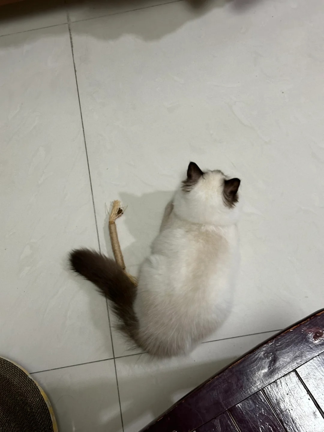 五个月不到的布偶妹妹
背影长这样正常吗#我的猫 #布偶狗 #重点色
最近家里新养