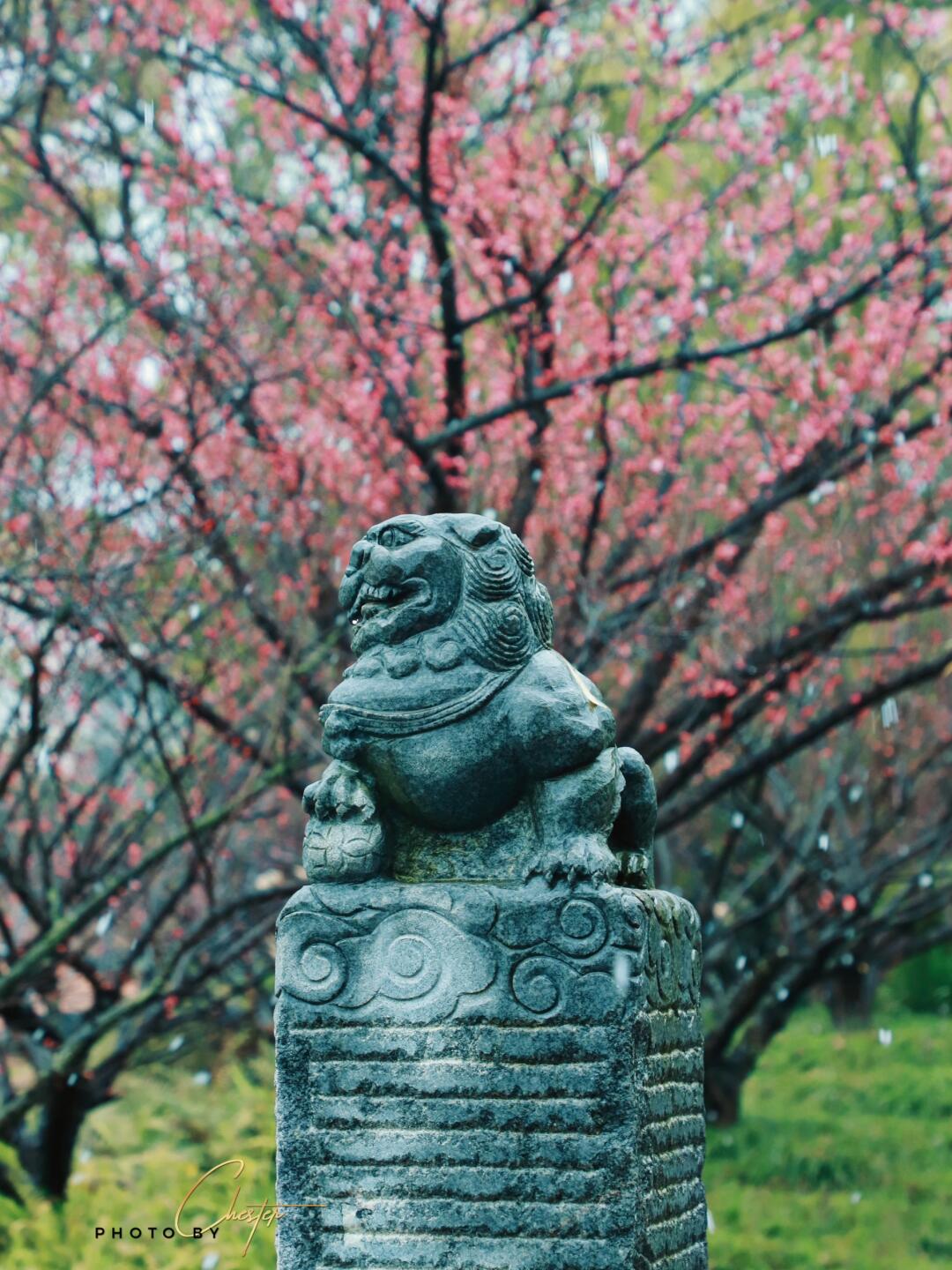 傲雪寒梅‼️这个景色在成都美得有点超过了～