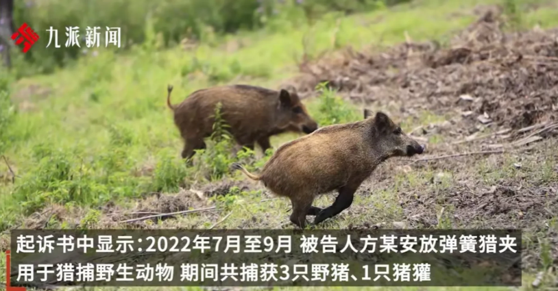 安徽一农村男子，在村里的后山上，打了几头野猪，并圈养了2只，不料却被公安机关认定