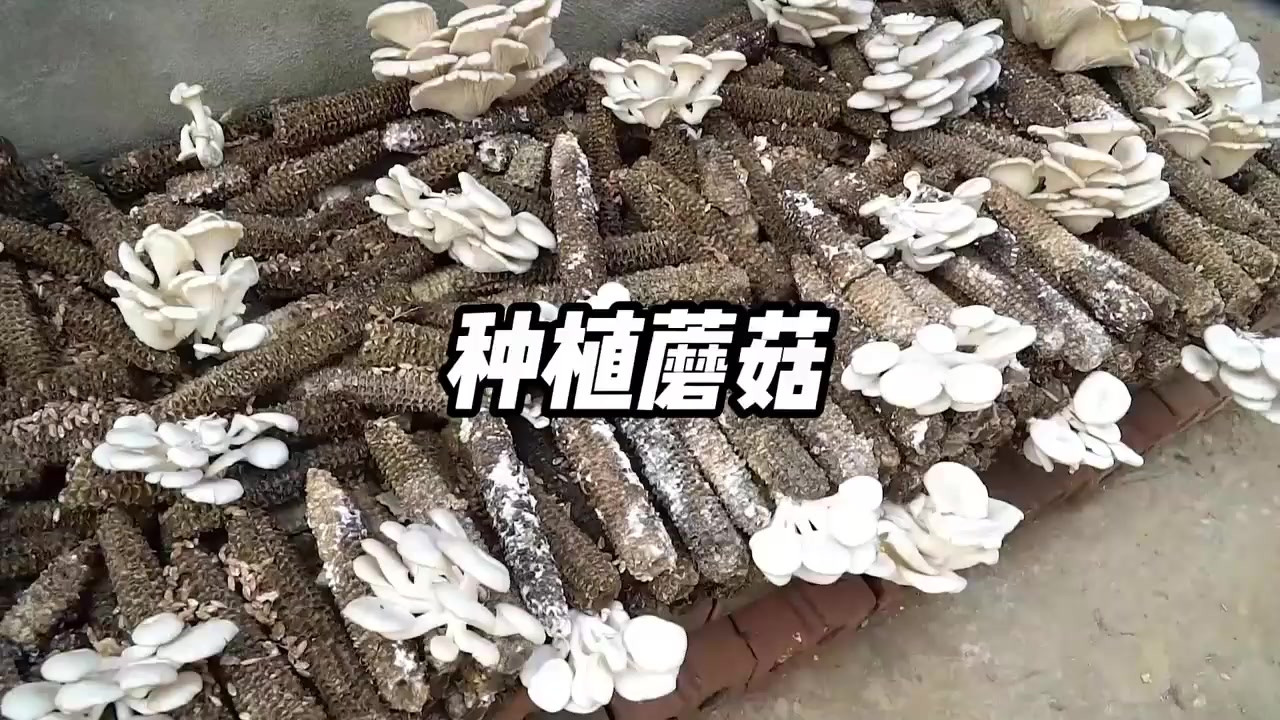 如何用玉米芯种植蘑菇，简单几步就教会你