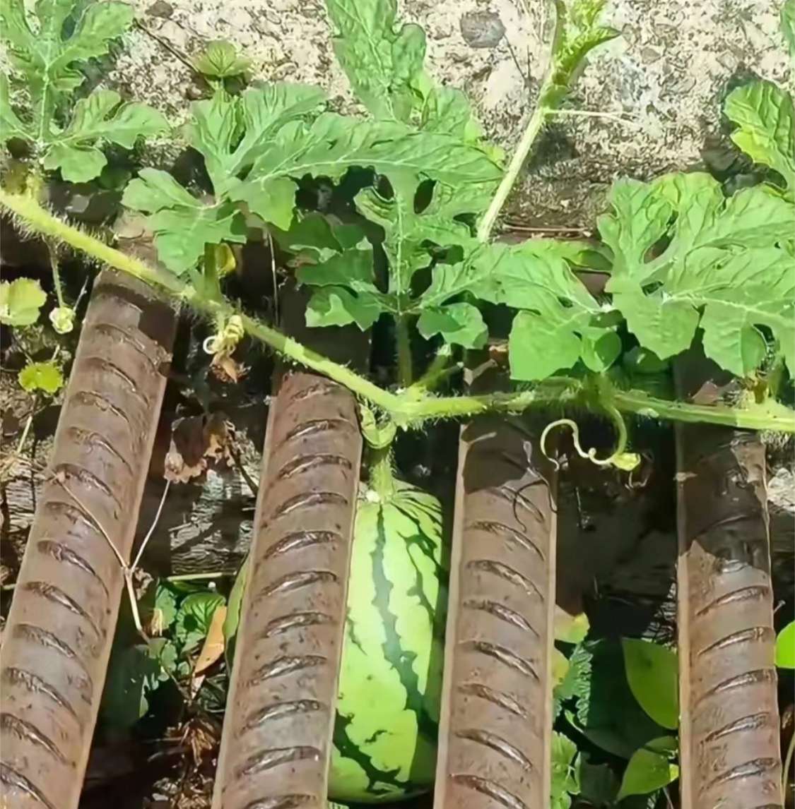 求助如何才能吃到这个西瓜