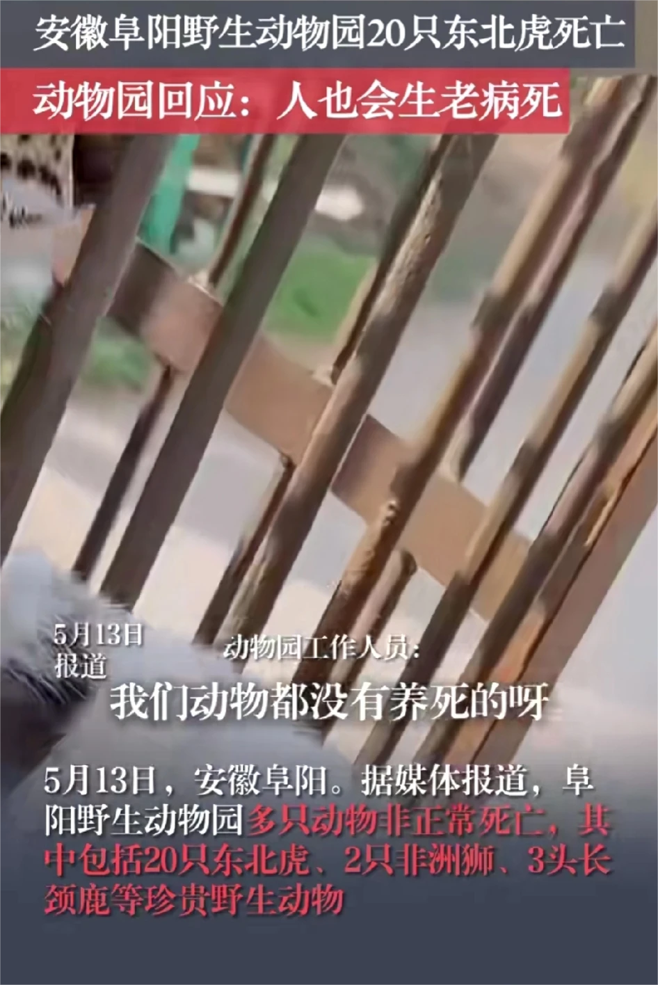 这几天阜阳的一家民营野生动物园摊上事了，包括20只东北虎、2只非洲狮、3头长颈鹿