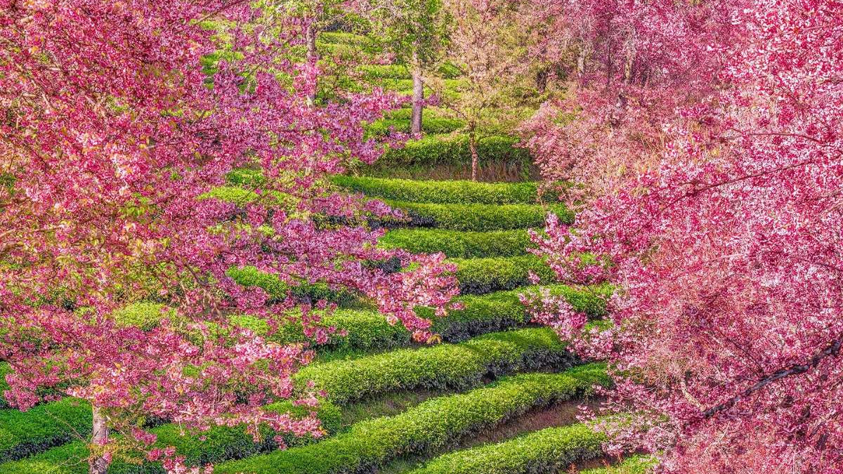 春天最早到达的地方不是日本奈良，而是《天龙八部》神仙姐姐住的地方