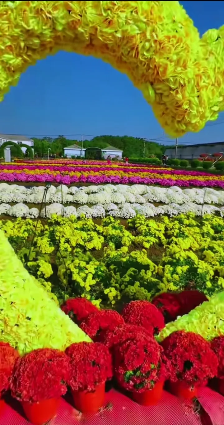 金秋岁月，静赏菊花