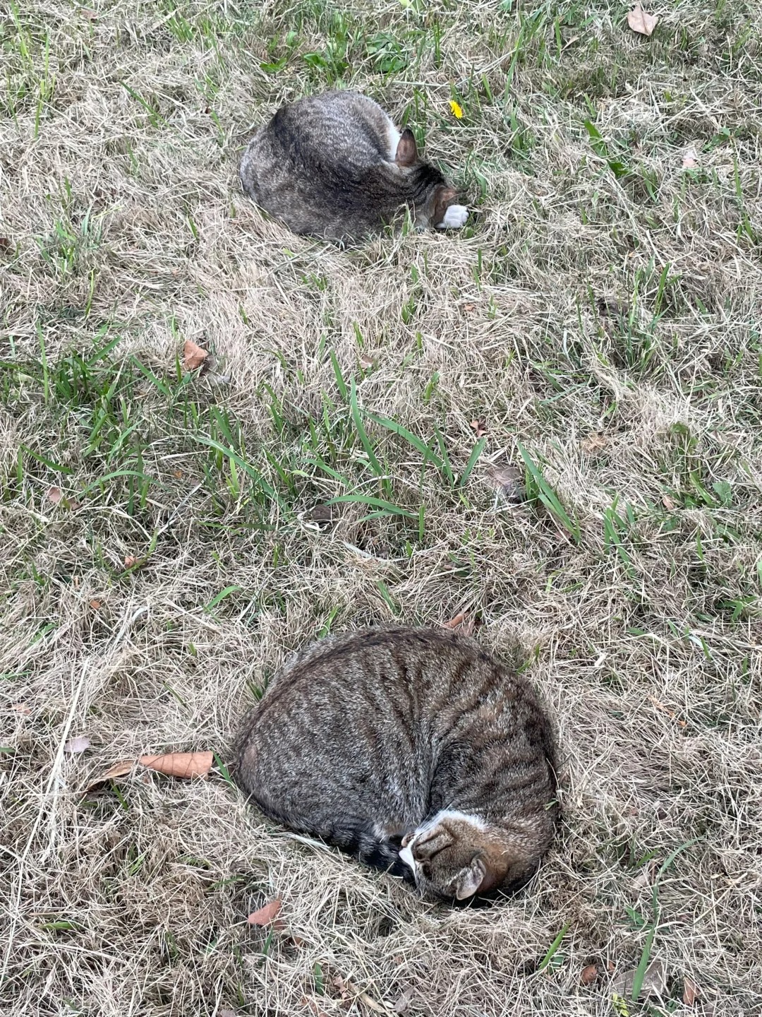 卧 沙 猫 眼 螺
受不了了我被萌化了我真受不了了