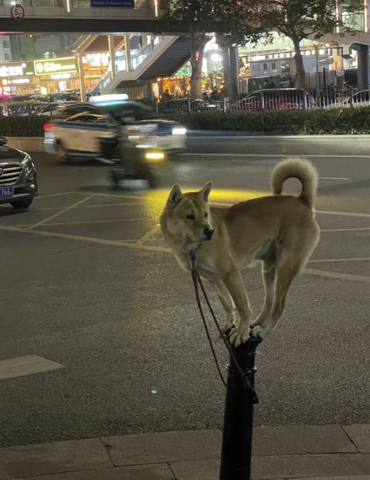 谁把狗放这里了？